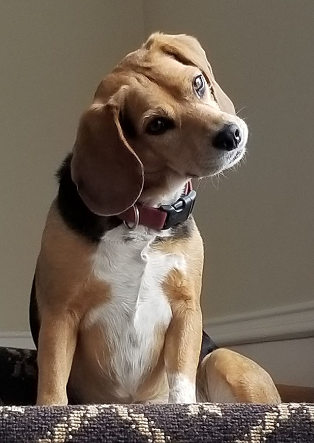 Lucy - our 5 year old beagle