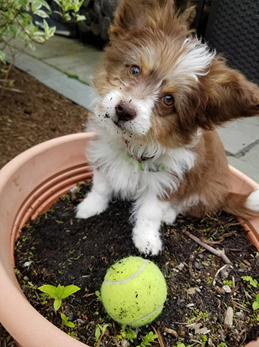 Baxter Bean - My new puppy